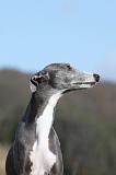 WHIPPET 384